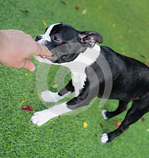 Boston Terrier puppy chewing or biting the finger of the person she is playing with due to the fact she is teething.