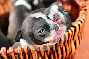 Boston terrier puppy dog in basket