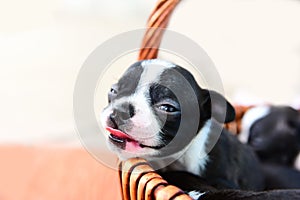 Boston terrier puppy dog in basket