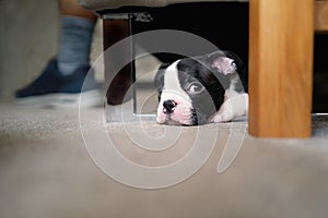 Boston Terrier puppy hiding and sleeping under a sofa. She is very small and cute