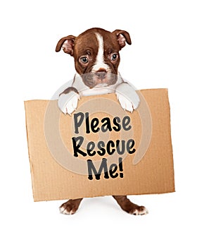 Boston Terrier Puppy Holding Adopt Me Sign