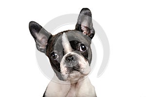 Boston terrier puppy isolated on white for copy space use