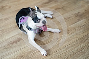 Boston Terrier puppy lying on a wooden floor with a cheeky smile on her face. She is wearing a harness
