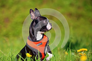 Boston Terrier puppy in the meadow