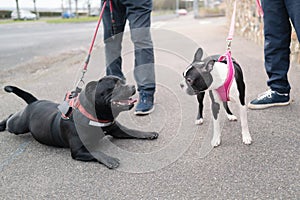 A Boston Terrier puppy meets a Staffordshire bull terrier dog who is lying down on a pavement smiling at her. Both dogs are