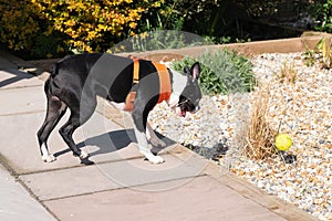Boston Terrier puppy playing on a patio in the sunhine, about to leap to catch a tennis ball