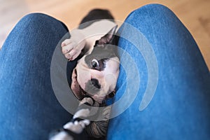 Boston Terrier puppy pulling and chewing on a rope toy between the legs of a person sitting on a chair