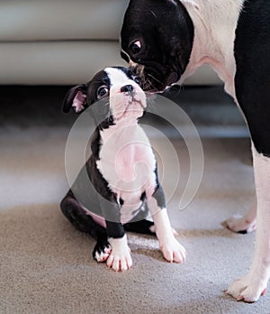 Boston Terrier puppy sitting on the floor being kissed by an older Boston Terrier who is standing up