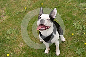 Boston Terrier puppy sitting on grass looking up smiling with her tongue out hanging to one side. She is wearing a harness