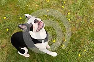 Boston Terrier puppy sitting on grass looking up smiling with her tongue out. She is wearing a harness. There is copy space