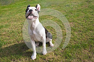 Boston Terrier puppy sitting on grass outside looking up smiling
