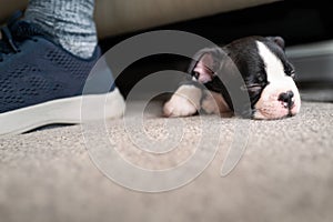 Boston Terrier puppy sleeping under a sofa. The foot of a man can be seen next to her. She is very small and cute