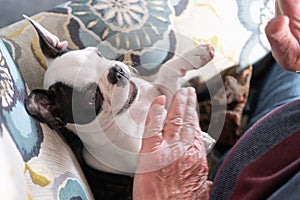 A Boston Terrier puppy smiling at her owner who is playing with her. Her paws are up to meet his senior hands