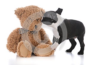 boston terrier puppy with stuffed teddy bear