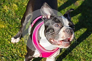 Boston Terrier puppy in the sunshine wearing a pink harness. Standing on grass looking smiling