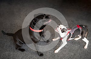 A Boston Terrier puppy wearing a harness playing with a Staffordshire Bull Terrier dog.