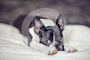 Boston Terrier Puppy