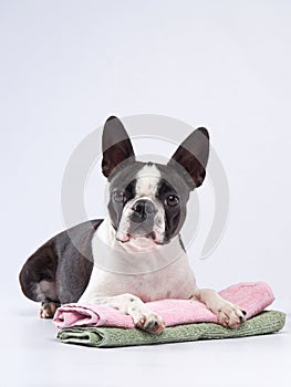 boston terrier put his paws on a towel. Dog grooming. Pet beauty salon