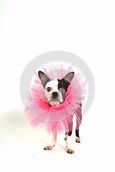 Boston terrier with ruffle