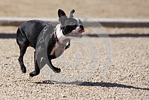 Boston Terrier running