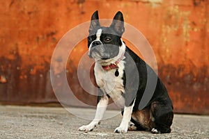 Boston Terrier Rust