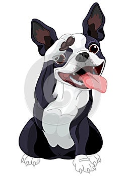 Boston Terrier Salute