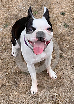 Boston Terrier sitting on dry grass looking up at the camera smiling