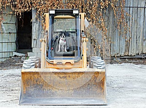 Boston Terrier on the skid steer