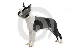 Boston Terrier standard in white photo studio