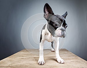 Boston Terrier Studio Portrait