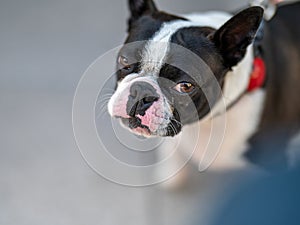 Boston Terrier in Sweden