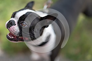 Boston Terrier in Sweden