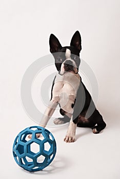 Boston Terrier and toy