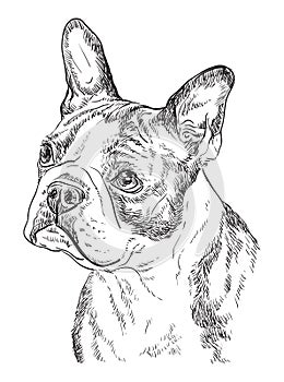 Boston terrier vector hand drawing portrait