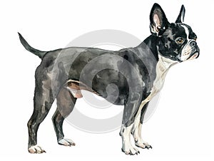 Boston Terrier watercolor isolated on white background photo