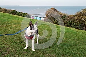 Boston Terrier wearing a harness and lead standing on grass on Tankerton Slopes, Whitstable. photo