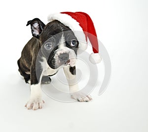 Boston Terrier Wearing a Santa Hat