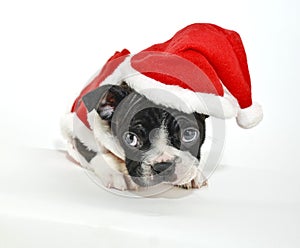 Boston Terrier Wearing a Santa Hat