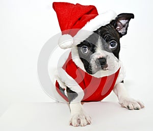 Boston Terrier Wearing a Santa Suit