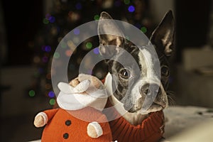 Boston with Toy Santa in front of Tree