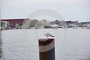 Boston water front