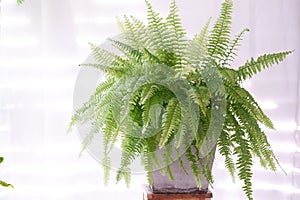 Bostoniensis variegated tiger fern have special character different fern with strikingly patterned green on white background