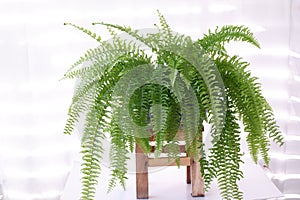 Bostoniensis variegated tiger fern have special character different fern with strikingly patterned green on white background