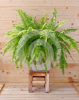 Bostoniensis variegated tiger fern have special character different fern with strikingly patterned green on wooden background