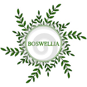 Boswellia in color, round frame 1