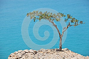Boswellia tree (Frankincense tree)