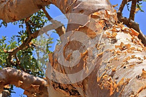 Boswellia tree - Frankincense tree