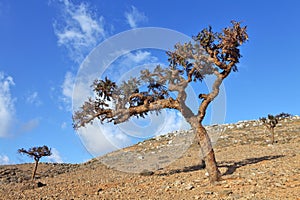 Boswellia tree (Frankincense tree)