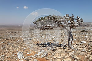 Boswellia tree (Frankincense tree)