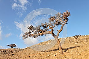 Boswellia tree (Frankincense tree)